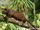 Southern Luzon Giant Cloud Rat
