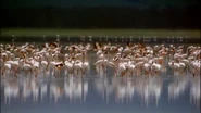 Africa: The Serengeti (1994)