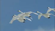 Earthflight (2012)