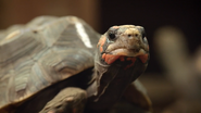 Ingenious Animals (2016)