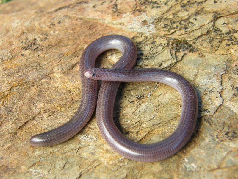 Proximus Blind Snake NatureRules1 Wiki Fandom