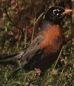 American robin - Wikipedia