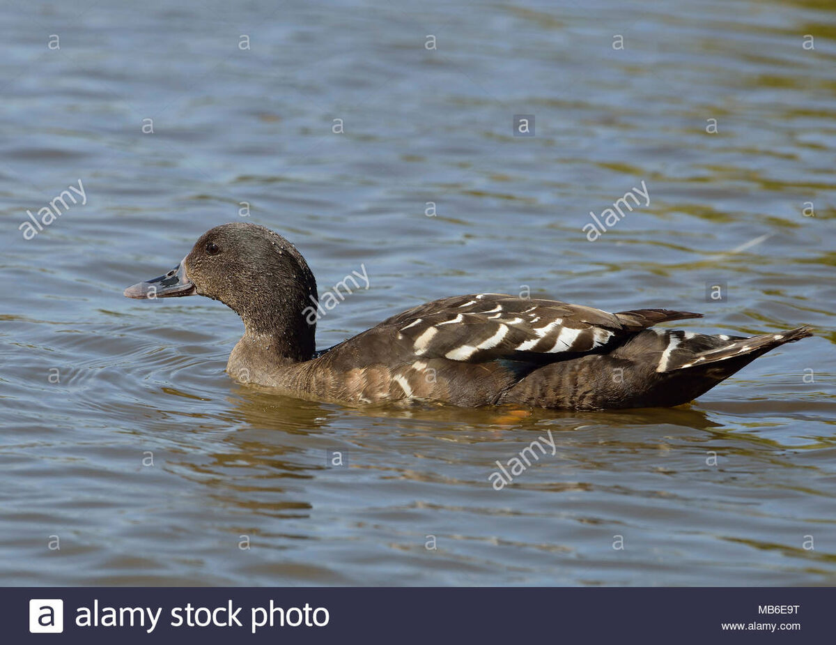 African Black Duck | NatureRules1 Wiki | Fandom