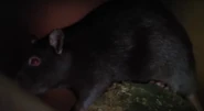 The Earthling (1980)