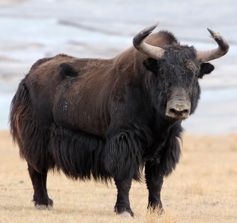 Wild Yak | NatureRules1 Wiki | Fandom Wild Yak | NatureRules1 Wiki | Fandom