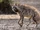 Striped Hyena