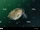 Common Water Flea