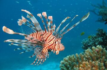 Red Lionfish | NatureRules1 Wiki |