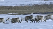 Nature's Epic Journeys (2016)
