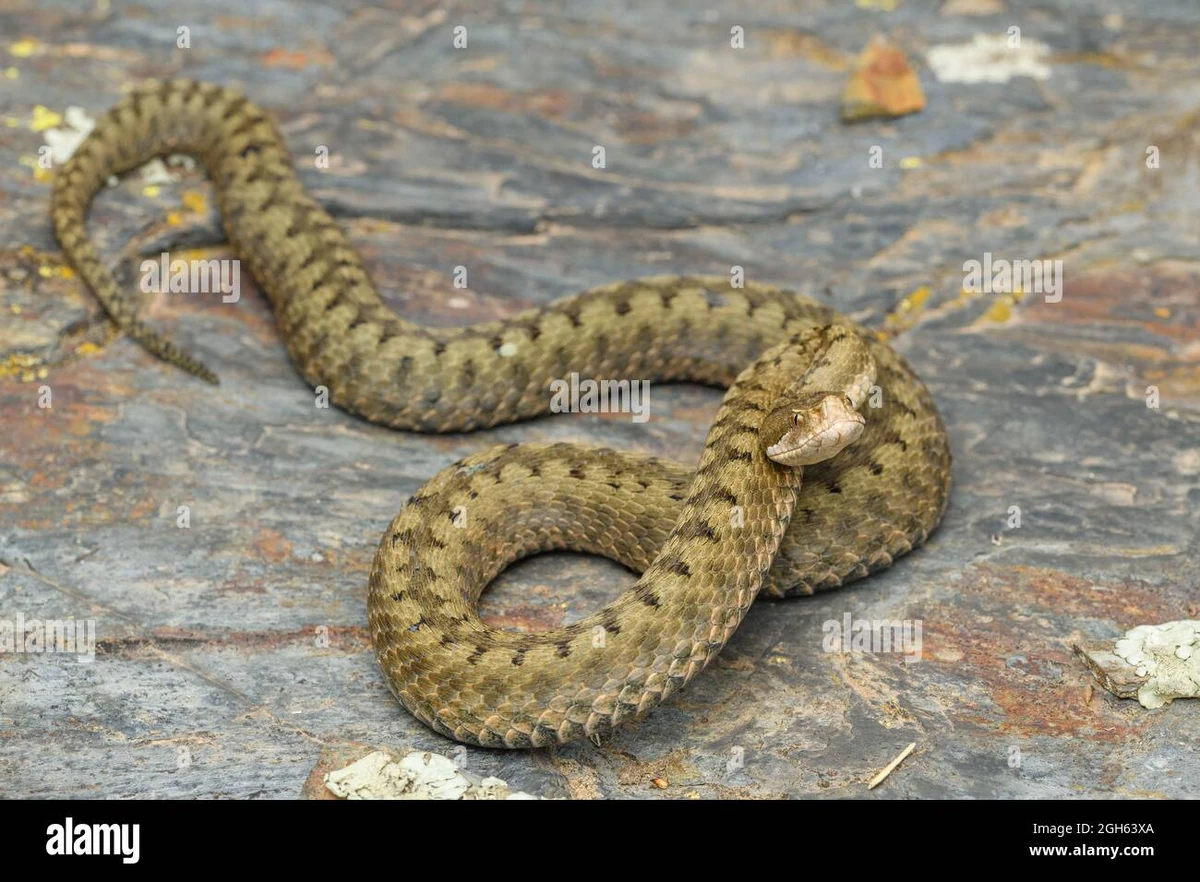 Asp Viper | NatureRules1 Wiki | Fandom