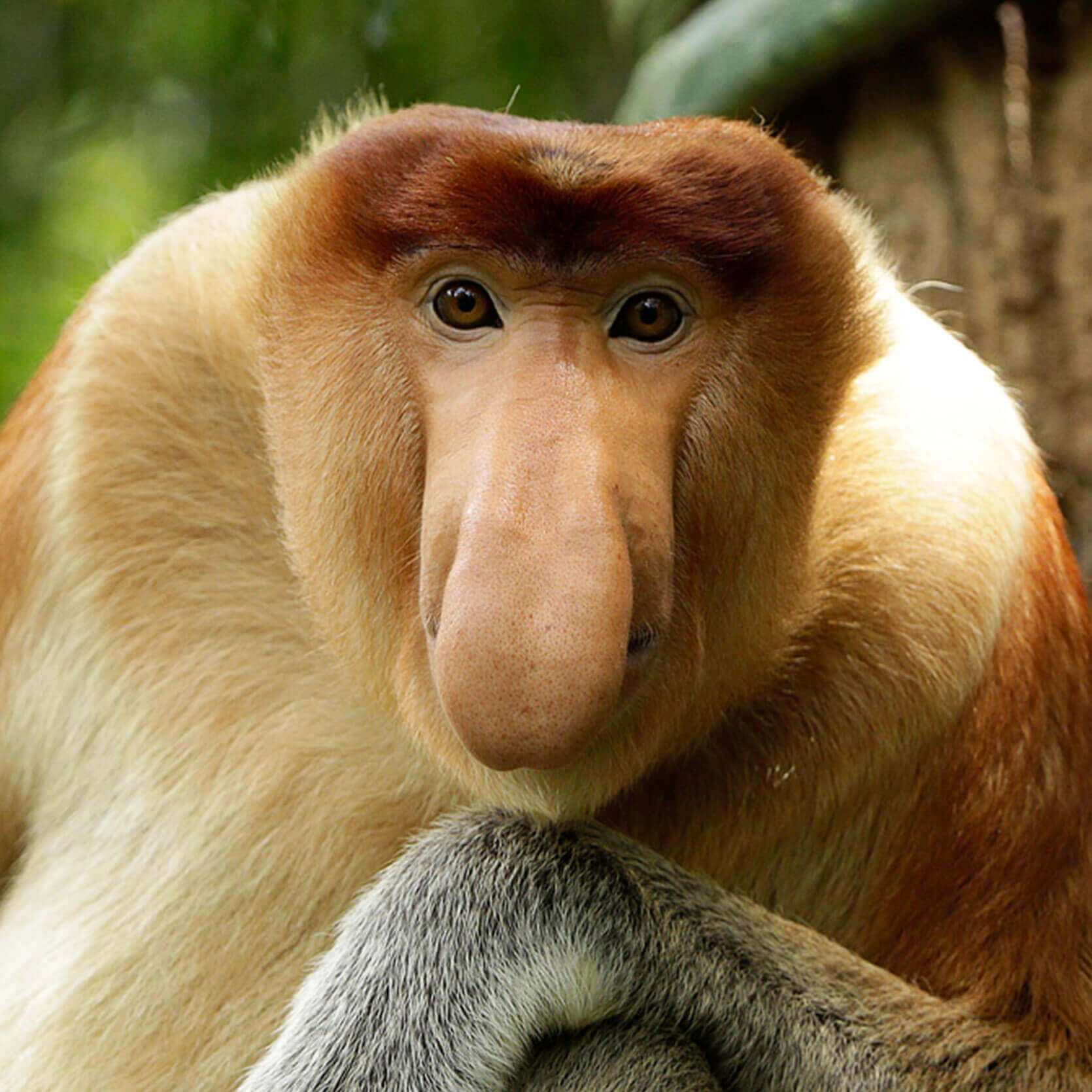 Proboscis Monkey  National Geographic