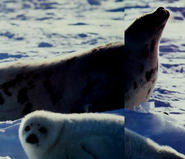 Secrets of Animal Survival Harp Seal