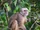 White-fronted Capuchin