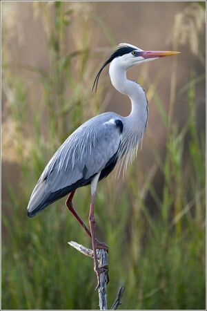 Grey Heron | NatureRules1 Wiki | Fandom