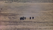 Hatari! (1962)