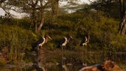 Marabou Stork