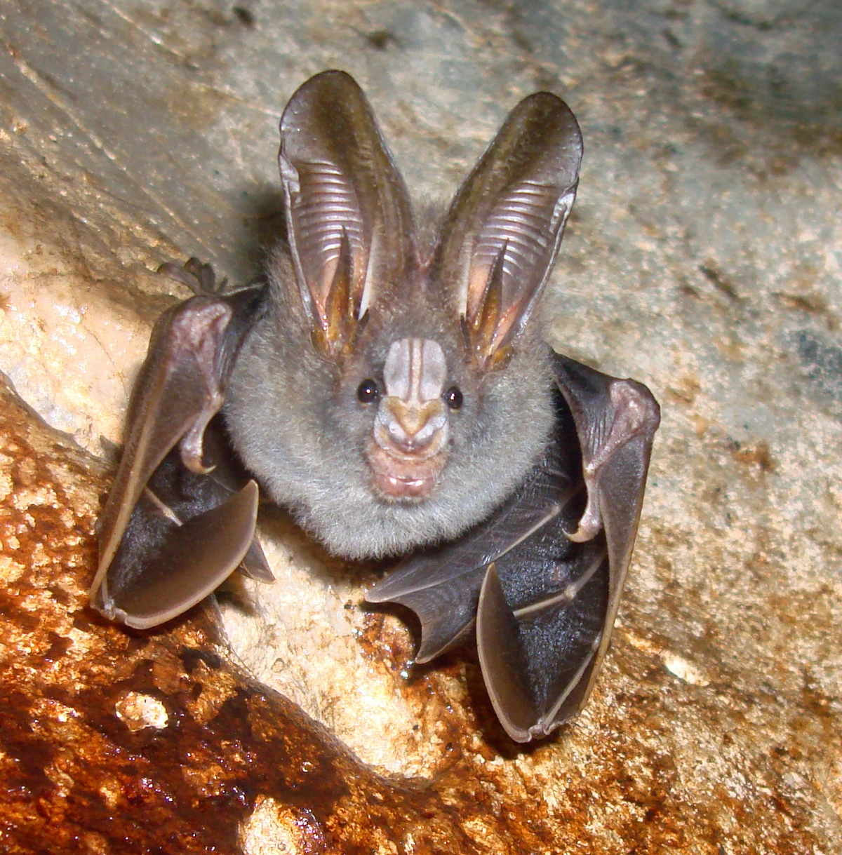 Greater False Vampire Bat | NatureRules1 Wiki | Fandom