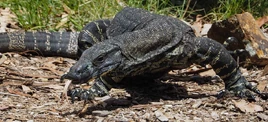 Varanus+varius