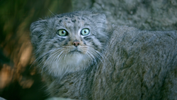 Pallas' Cat, Cincinnati Zoo and Botanical Garden Wiki