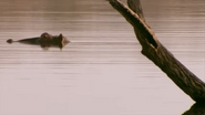 Wild Dog Island (2009)