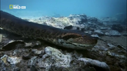 Wild Untamed Brazil (2014)