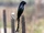 Black Drongo