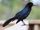Boat-tailed Grackle