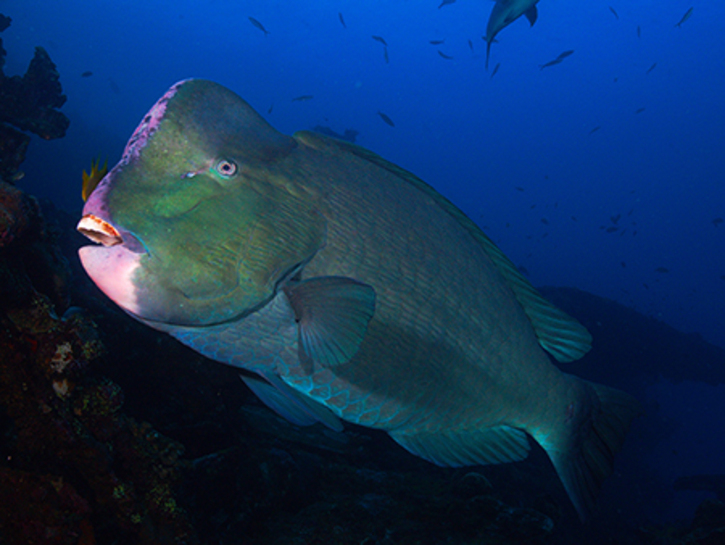 Green Humphead Parrotfish | NatureRules1 Wiki | Fandom