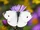 Cabbage White
