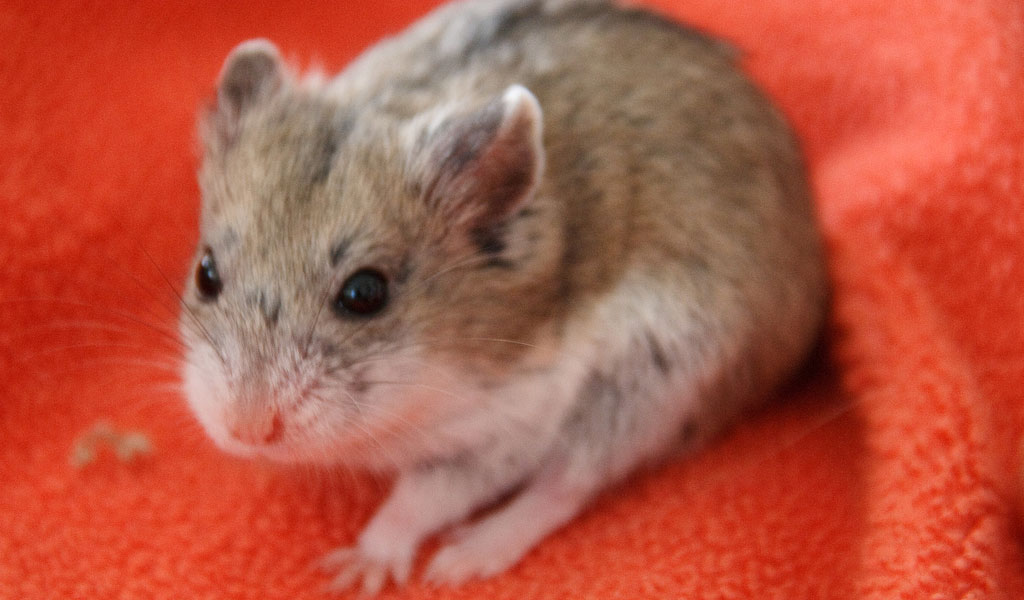 Kuneho Ni Angelo - The Campbell's dwarf Russian hamster (Phodopus  campbelli) grows to a maximum of 4 inches and has an average life expectancy  of two years. This is another social breed