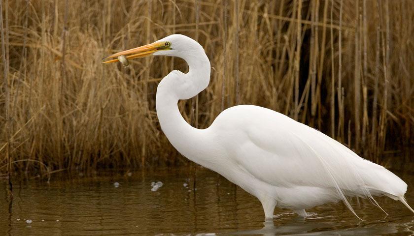 Country diary: This great white egret lives up to its name, Birds