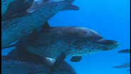 Wild Caribbean (2007)