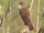Basra Reed Warbler