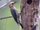 Yucatan Woodpecker
