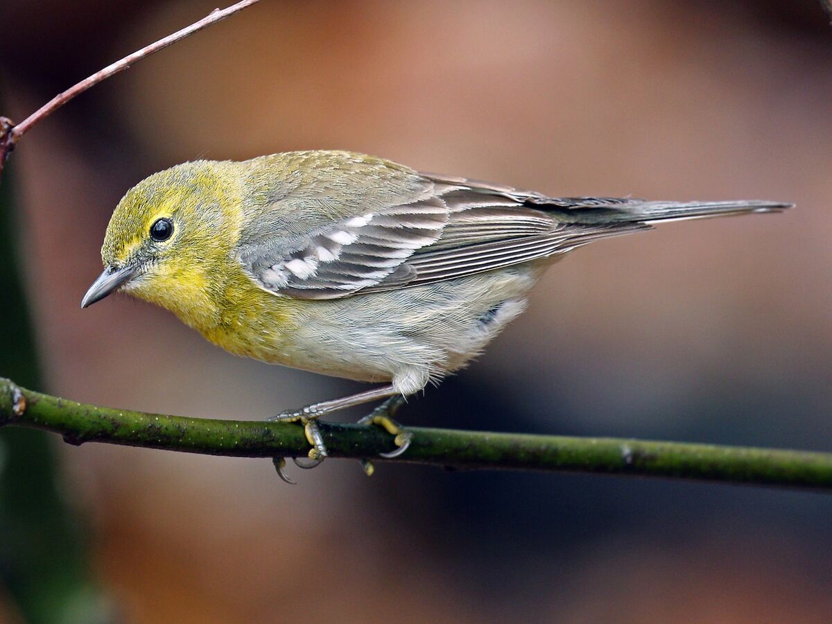 Pine Warbler | NatureRules1 Wiki | Fandom