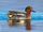 Eurasian Teal