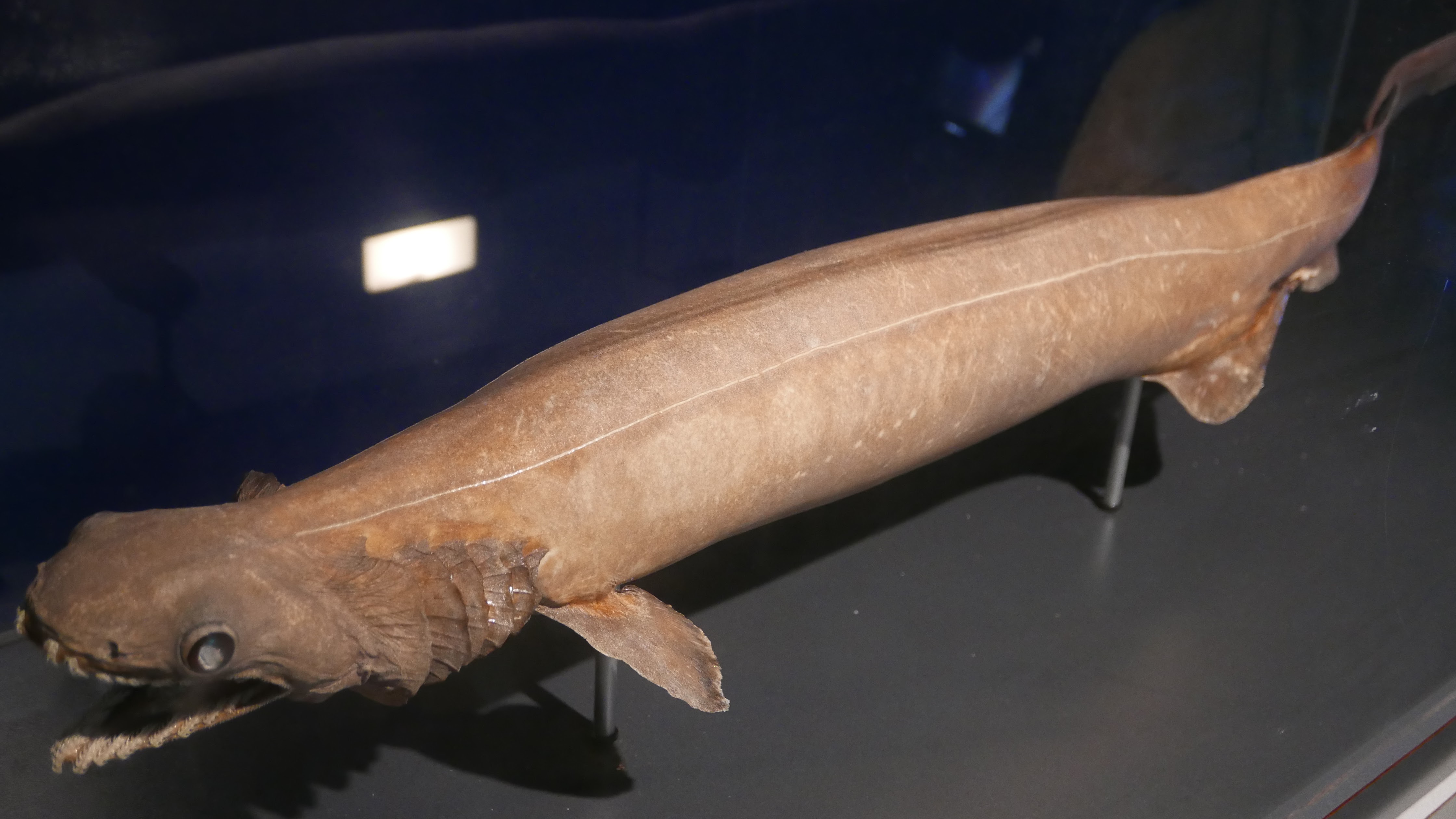 frilled sharks