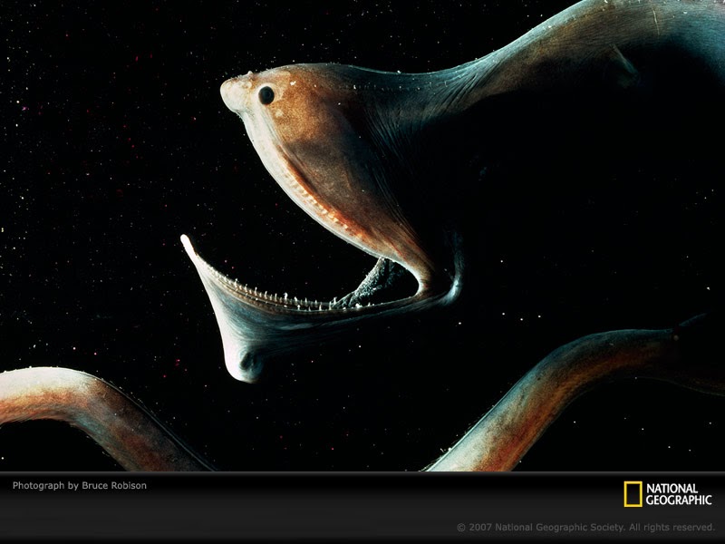 Gulper Eel NatureRules1 Wiki Fandom