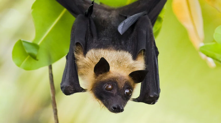 Indian Flying Fox | NatureRules1 Wiki | Fandom
