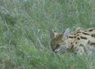 Jim Henson's The Animal Show (1994-1998)