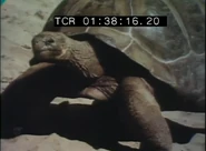 Sesame Street Shorts