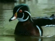 The Trials of Life (1990)