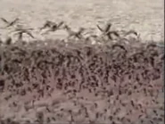 Zoboomafoo (1999-2001)