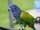 Blue-headed Parrot