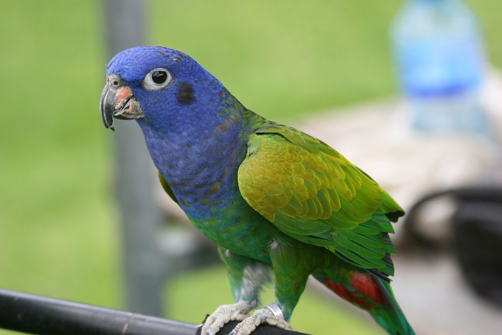 blue  headed parrot