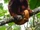 Venezuelan Red Howler