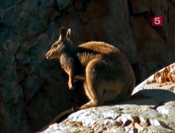 Black-flanked Rock Wallaby, NatureRules1 Wiki