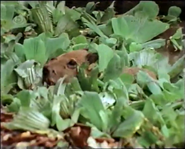 Jungle River (1995)