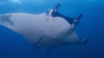 Giant Oceanic Manta Ray, NatureRules1 Wiki