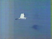 Osprey (1984)